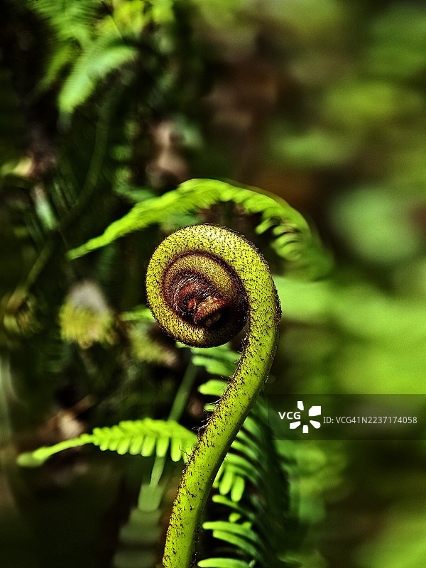 特写一株充满活力的绿色蕨类植物嫩叶在葱郁的自然环境中舒展，展示着新生的生长和精美的细节。图片素材