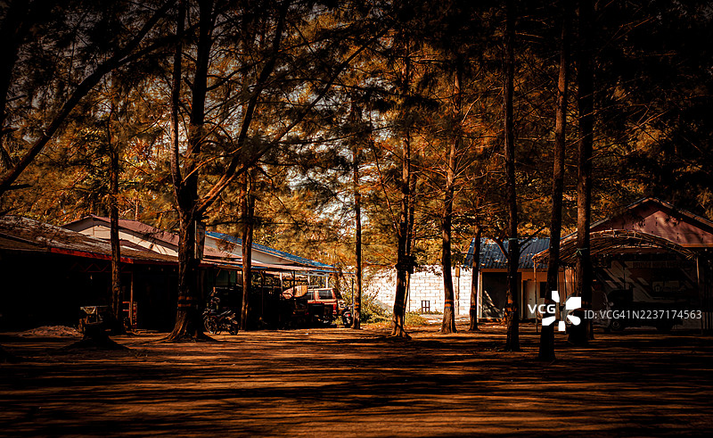 阳光透过松树洒在泥土地上，远处是房屋，地点是印度尼西亚的三宝垄（Samboja Kuala）。图片素材