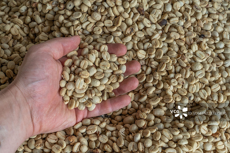 特写镜头，一只手舀起生的、未烘焙的咖啡豆，展示了收成的质地和数量图片素材
