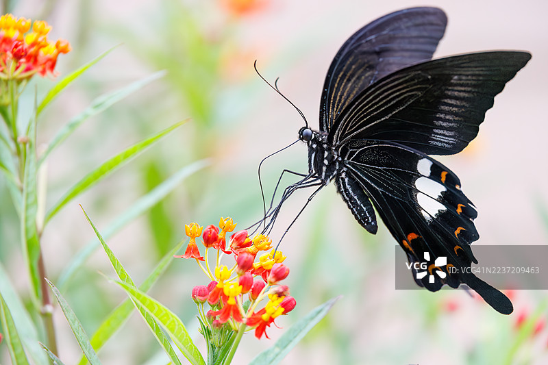 红色海伦蝶,Papilio helenus。燕尾蝶。正在吸食马缨丹花的花蜜。日本静冈县下田市中木港 - 2025年7月12日图片素材