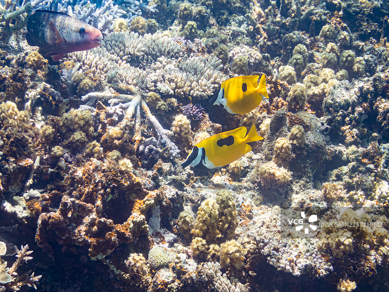美丽的斑点狐面鱼（Siganus unimaculatus）和其他鱼类在美妙的珊瑚礁中。福斯滕鹦嘴鱼（Scarus forsteni）一群热带鱼。美丽的珊瑚礁和游泳的人们。阿穆罗岛、座间味岛、庆良间群岛、岛尻郡。图片素材