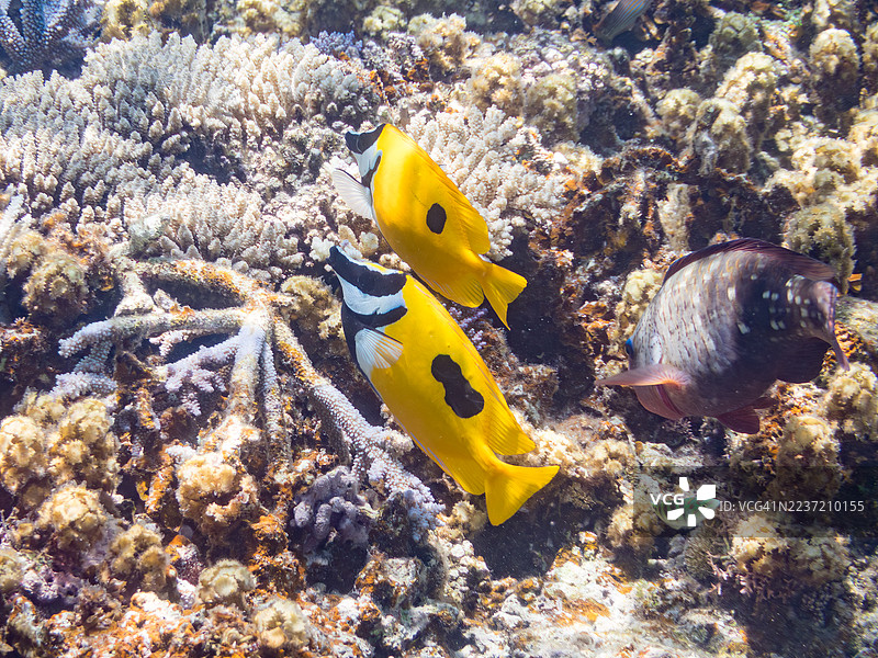 美丽的斑点狐面鱼(Siganus unimaculatus)和其他鱼类在美妙的珊瑚礁中。福斯滕鹦嘴鱼(Scarus forsteni)一群热带鱼。美丽的珊瑚礁和游泳的人们。阿穆罗岛、座间味岛、庆良间群岛、岛尻郡。图片素材