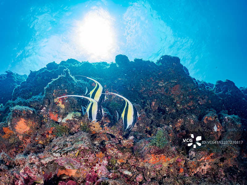 摩尔鱼，角鳍鱼，天使小丑鱼，蓝色小丑鱼等。鱼群。平藏海滩，中木港，南伊豆，伊豆半岛，静冈县，日本。- 2025年7月20日。图片素材