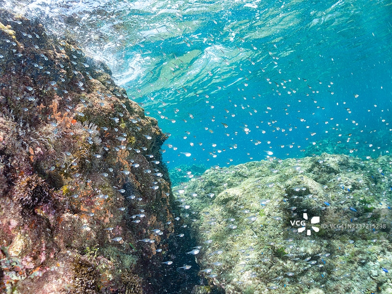 黑条扫鱼，Pempheris schwenkii，幼鱼。鱼群。平藏海滩，中木港，南伊豆，伊豆半岛，静冈县，日本。- 2025年7月21日。图片素材