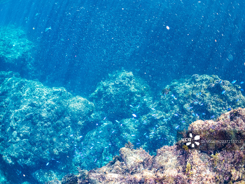 天使小丑鱼，Pomacentrus coelestis，银条圆鲱，Spratelloides gracilis，以及其他鱼类。鱼群。平藏海滩，中木港，南伊豆，伊豆半岛，静冈县，日本。- 2025年7月21日。图片素材