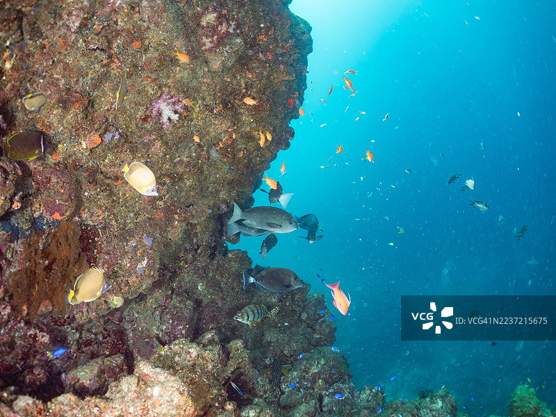 日本蝴蝶鱼,Chaetodon Nippon,海金鱼,Pseudanthias squamipinnis,黄背飞鱼,Caesio teres,蓝金飞鱼,金带飞鱼,韦伯氏彩虹鱼,Chromis weberi,北方黄斑彩虹鱼等。鱼群。图片素材