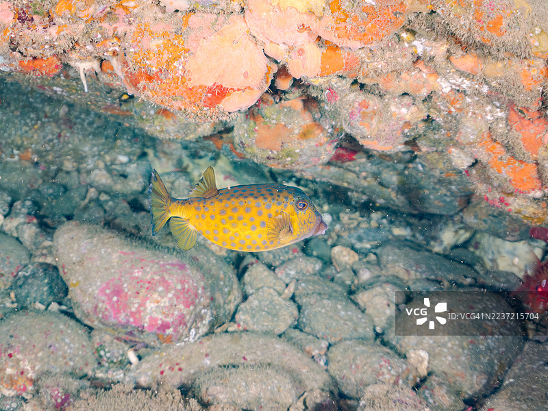 箱鱼，Ostracion immaculatus等。鱼群。日本静冈县南伊豆，中木港，平藏海滩。- 2025年7月21日。图片素材