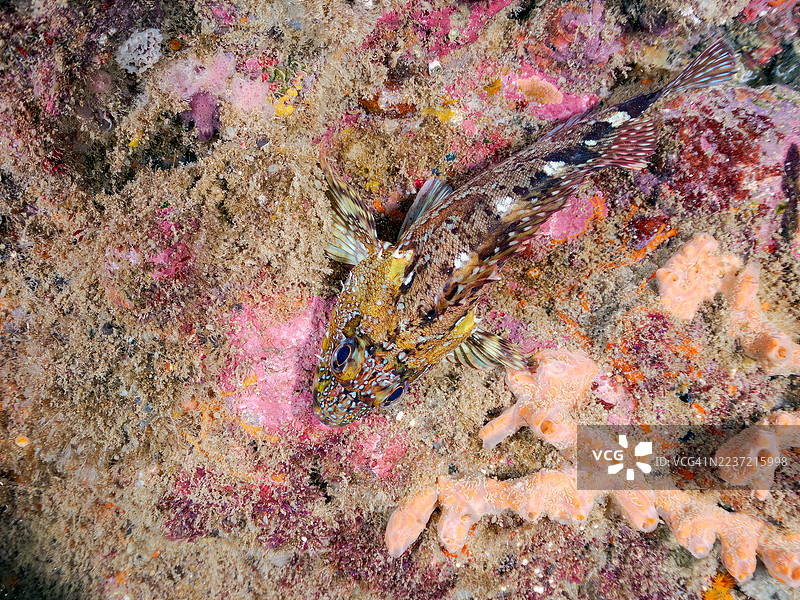 大理石岩鱼，Sebastiscus marmoratus，以及其他鱼类。鱼群。静冈县南伊豆，伊豆半岛，中木港，平子海滩。- 2025年7月21日。图片素材