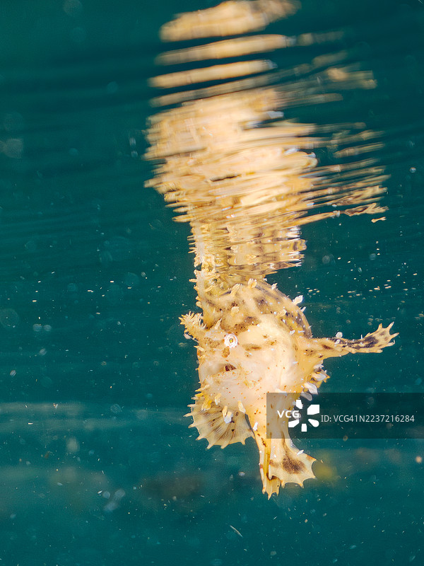 海藻鱼,Histrio histrio,幼鱼。鱼群。半水面摄影。日本静冈县南伊豆,中木港的平子海滩。- 2025年7月21日。图片素材