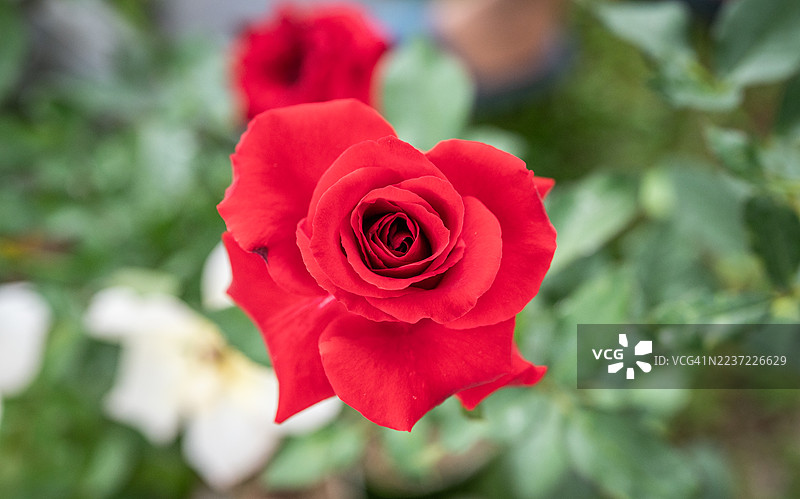美丽红玫瑰花的特写。红玫瑰象征着所有与强大而真实的爱情故事相关的品质。图片素材