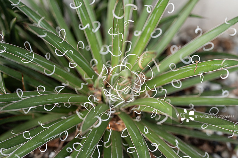 龙舌兰×利奥波德植物的细节和纹理特写。龙舌兰×利奥波德是天门冬科的一种杂交开花植物。图片素材
