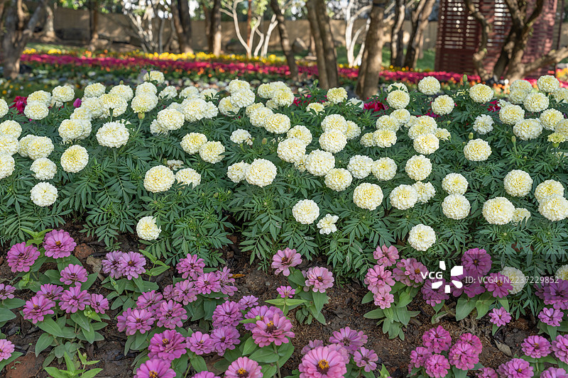 盛开的花卉花园，在公园里种植和展示花卉，园林设计。图片素材
