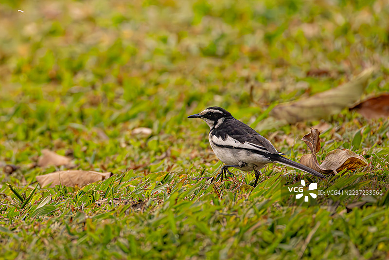 非洲白腰鹡鸰在草地上行走图片素材