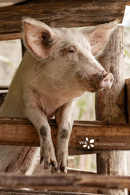 木栏圈内休息的家猪图片素材