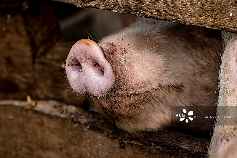 特写：穿过木栅栏的猪鼻子图片素材