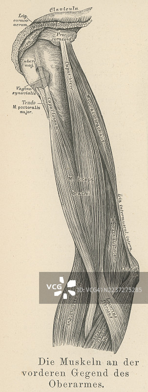 人类手臂肌肉的古老雕刻插图图片素材