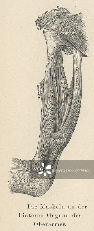 人类手臂肌肉的古老雕刻插图图片素材