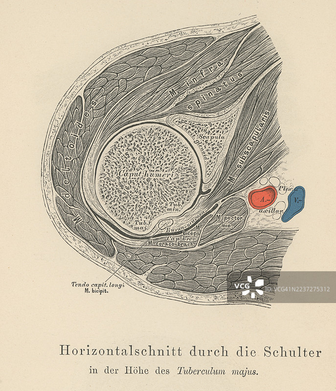 老式雕刻插图，展示手臂的横截面图片素材