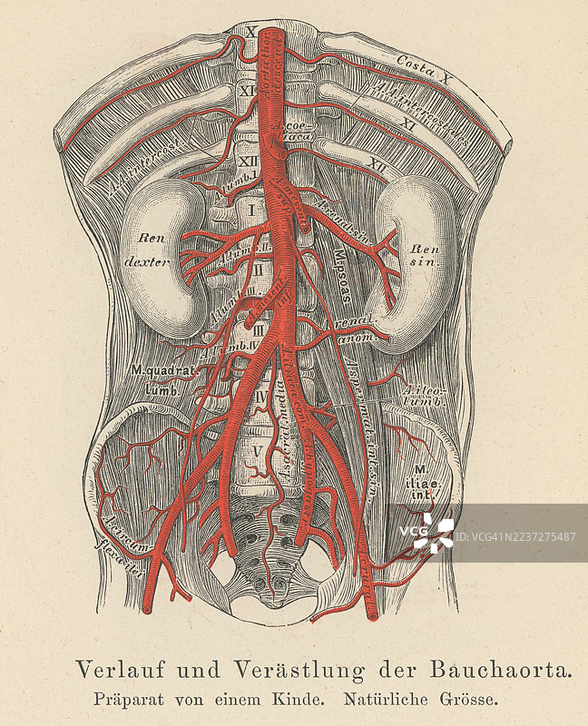 人类循环系统的古老雕刻插图 - 腹主动脉及其分支图片素材