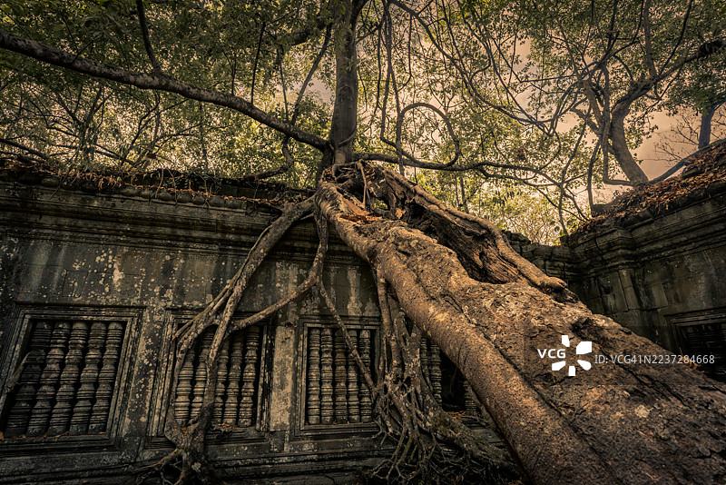 巨大的树根缠绕着古老的寺庙遗址，吴哥窟，暹粒，暹粒省，柬埔寨图片素材