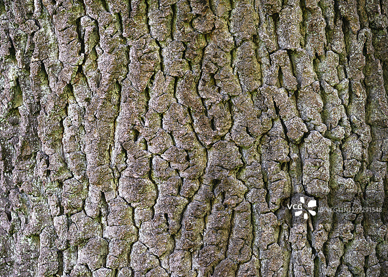 粗糙而古老的树皮形成了深邃裂纹和粗糙纹理的抽象自然艺术品。图片素材