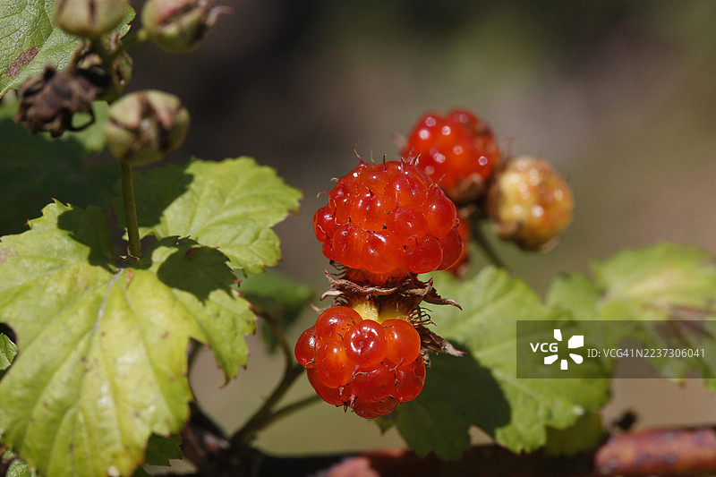 覆盆子图片素材