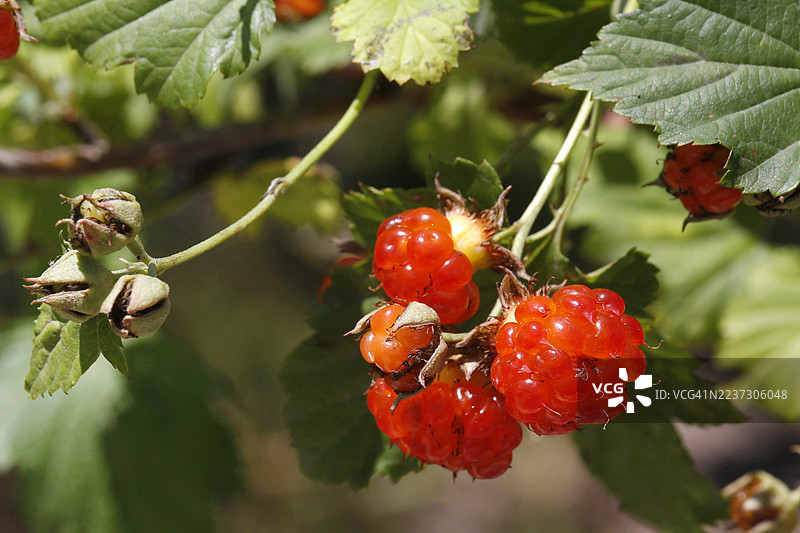 覆盆子图片素材