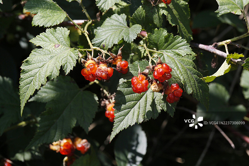 覆盆子图片素材