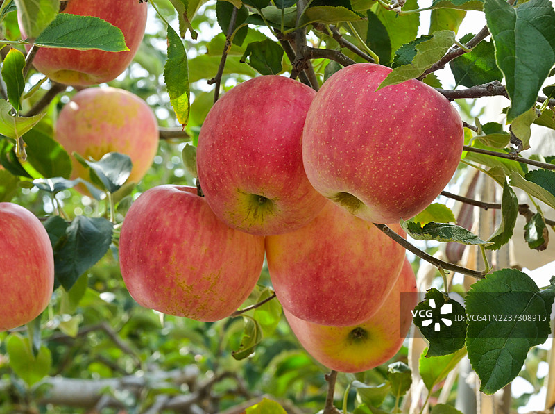 来自忠清北道高山郡的苹果图片素材