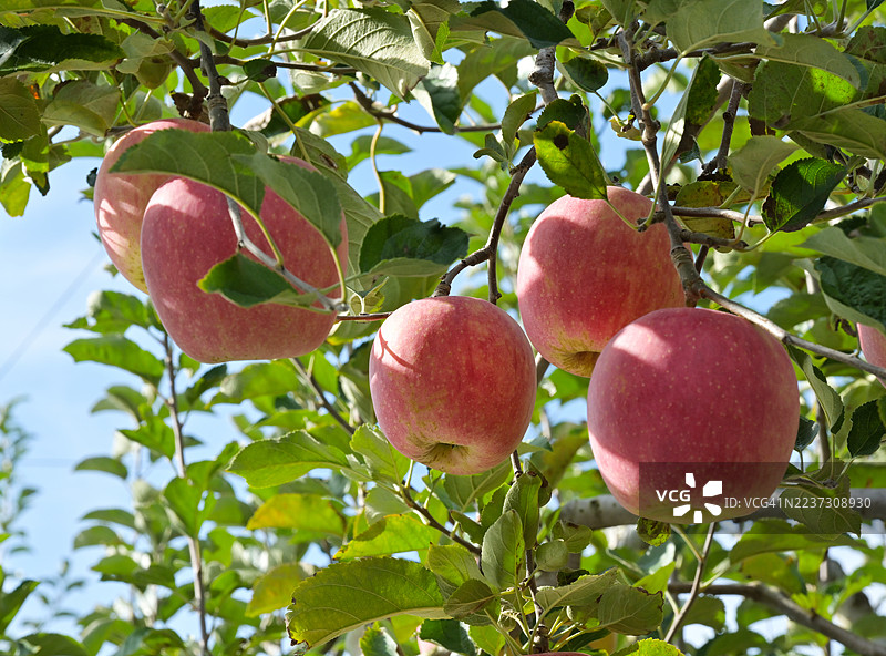 来自忠清北道高山郡的苹果图片素材