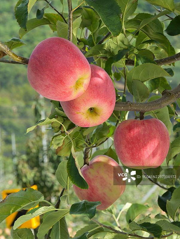 忠清北道高山郡的苹果图片素材