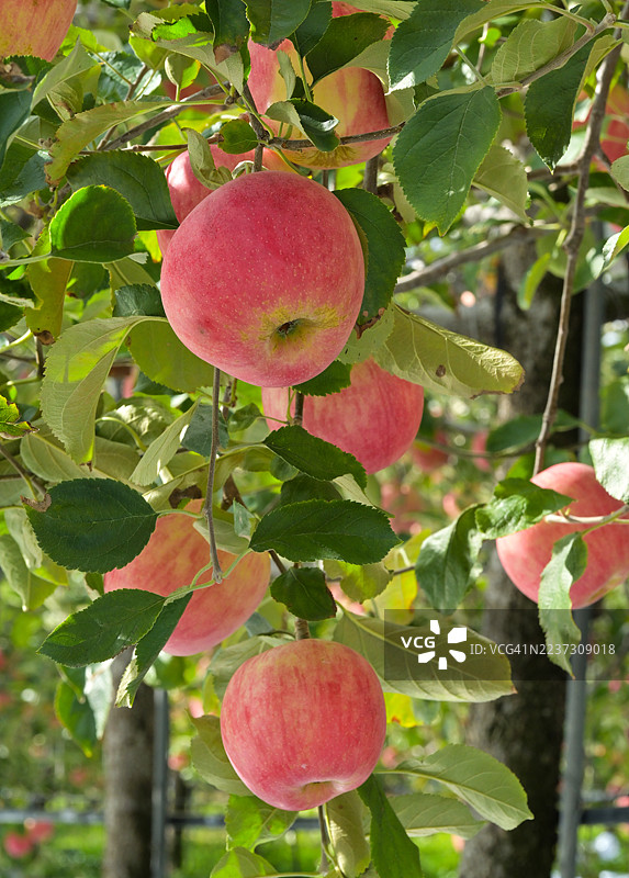 来自忠清北道高山郡的苹果图片素材