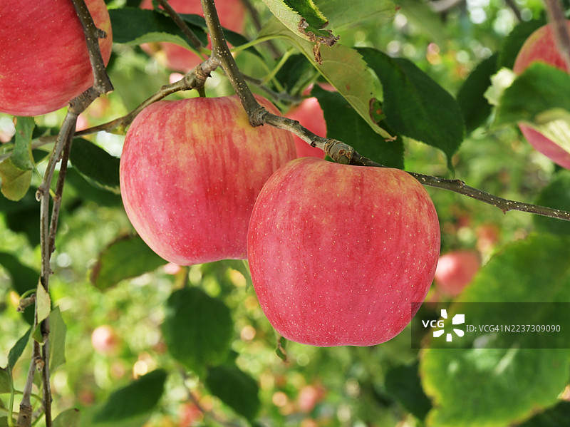 来自忠清北道高山郡的苹果图片素材