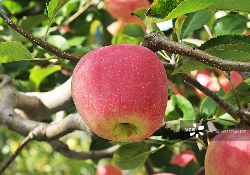 来自忠清北道高山郡的苹果图片素材