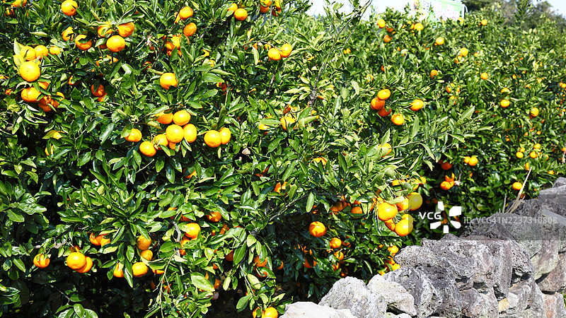 济州岛橘子图片素材