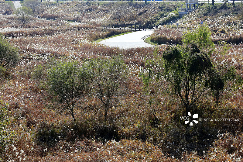 河边芦苇荡步道图片素材