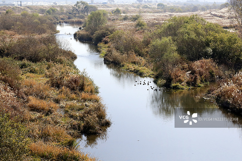 河边芦苇荡，塔平湖，农山川步道图片素材