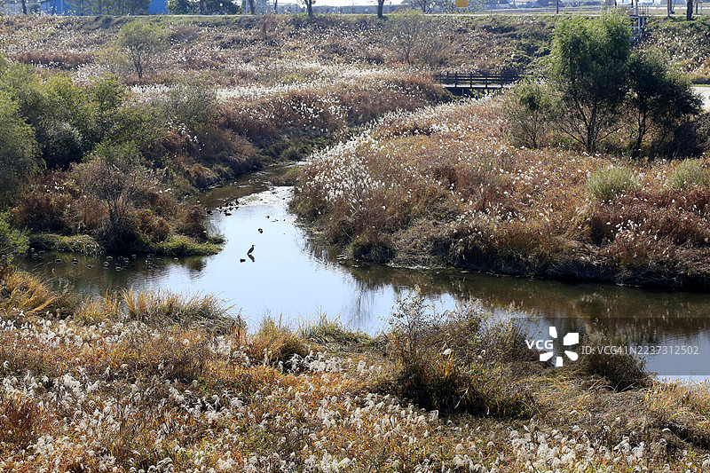 河边芦苇荡，塔平湖，农山川步道图片素材