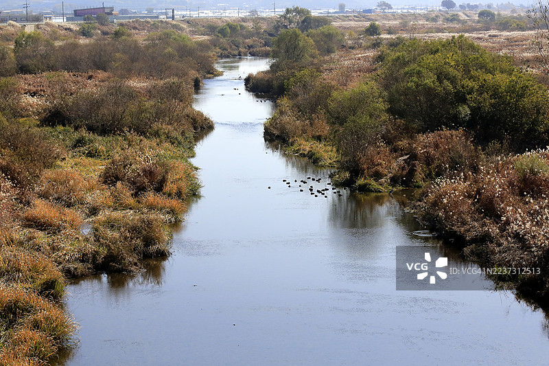 河边芦苇荡，塔平湖，农山川步道图片素材