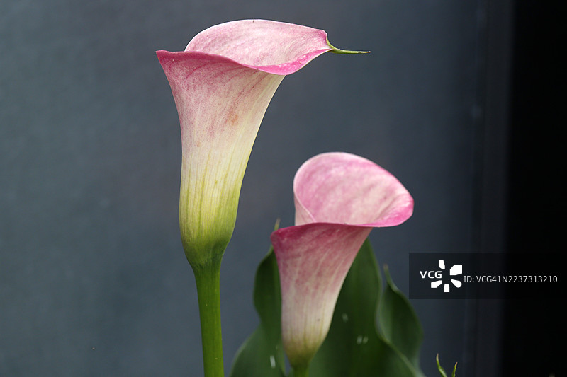 粉色领子图片素材