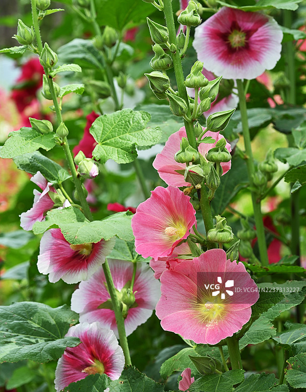 长水湖疗愈花园，高兴郡，全罗南道图片素材