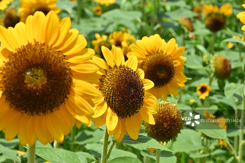 全南道，务安郡，务安会山白莲池图片素材