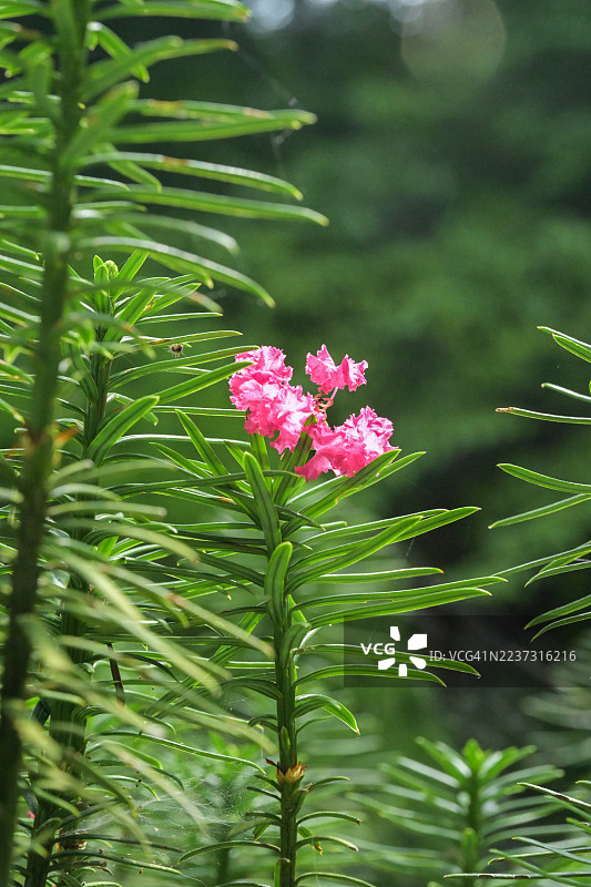 全南道，宝城郡，大韩茶园图片素材