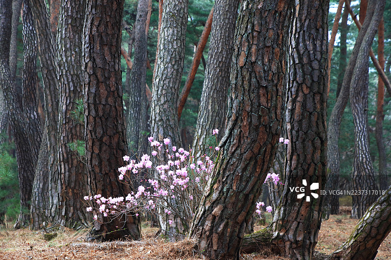 三陵森林中的杜鹃花与松树相映成趣图片素材