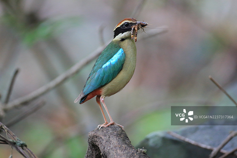 八色鸟图片素材