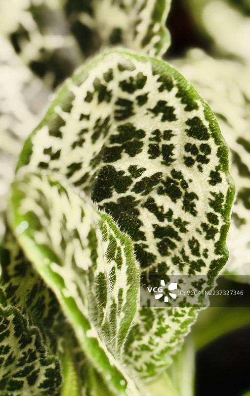 奶蓟植物（Silybum marianum）叶子的特写图片素材