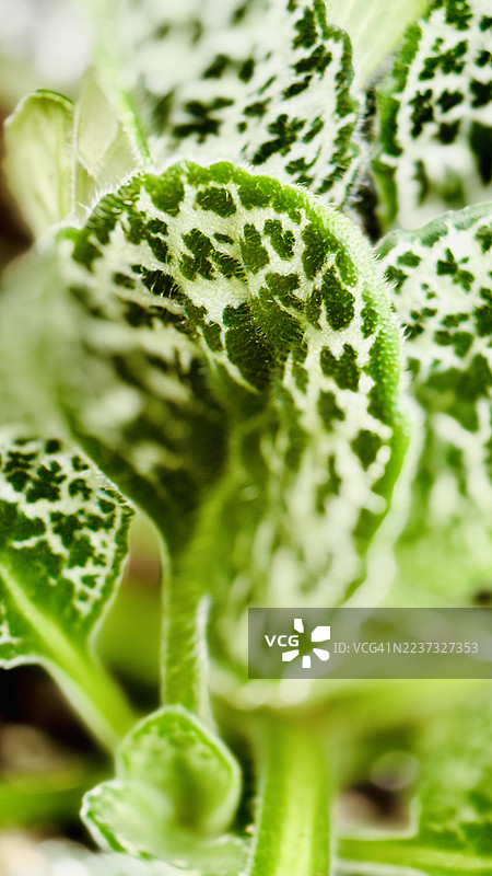 奶蓟植物（Silybum marianum）叶子的特写图片素材