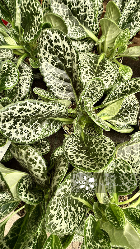 奶蓟植物（Silybum marianum）叶子的特写图片素材