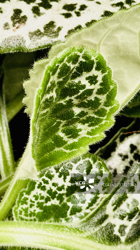 奶蓟植物（Silybum marianum）叶子的特写图片素材