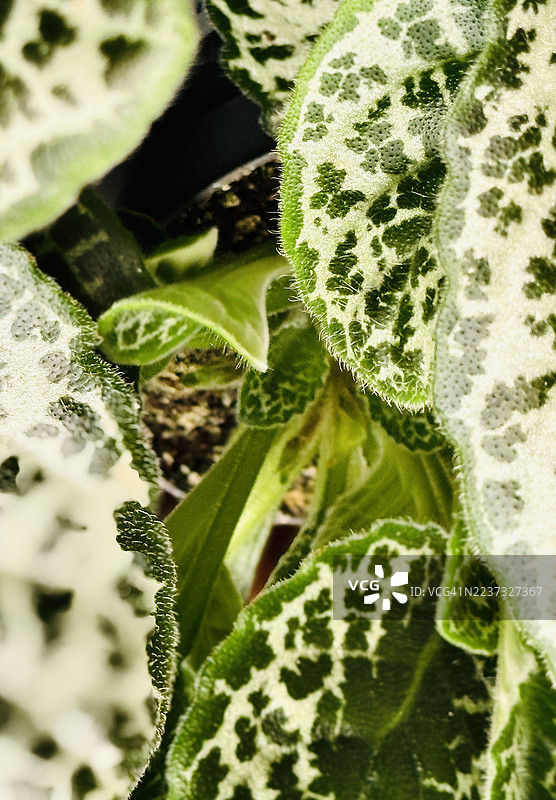 奶蓟植物（Silybum marianum）叶子的特写图片素材